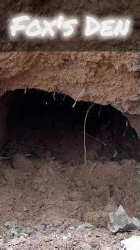 Exploring fox's den🦊🌿|Jeepride thrills & howling sounds #nature #jeep #fox #adventure #shorts #farm