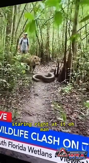 Wild encounters: JAGUAR VS GIANT ANACONDA: Death Match in Florida Everglades! 🐆🐍 #wildlife #jaguar