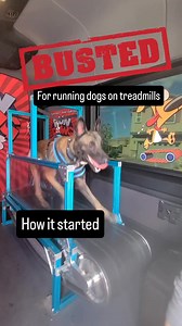 We got busted for running dogs on treadmills! 😂 I fought the law..... #rundawg #mobiledoggym #dogexercise | Run Dawg