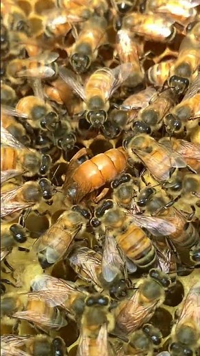 What Does the Queen Bee Really Do? 👑🐝