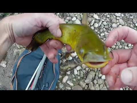 Peche du Poisson chat