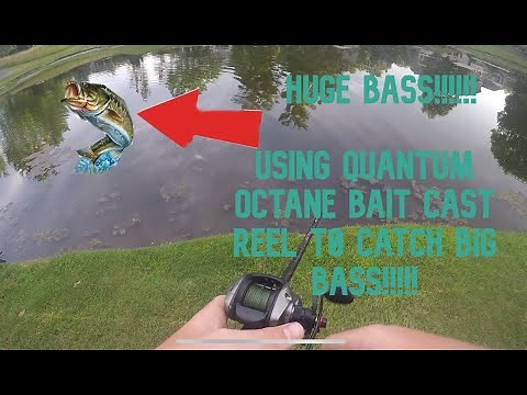 Using Quantum Octane Bait cast reel to catch BIG bass!