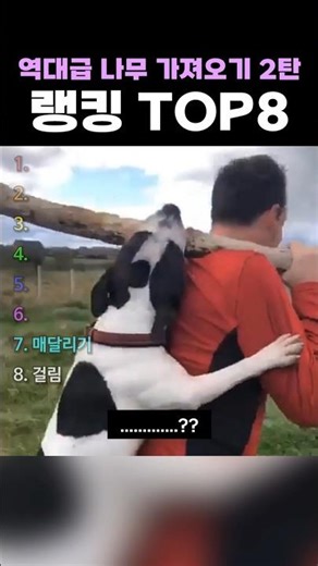 역대급 나무 가져오기 2탄 랭킹 TOP8