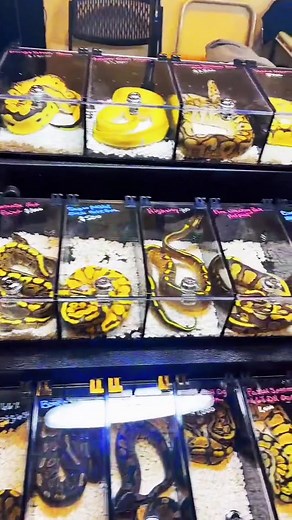 Just casually inspecting the most unique and beautiful Ball Python Morphs in the world 💎 🐍 🔥 💪 #ballpython #ballpythonbreeder #ballpythonmorph #ballpythonsoftiktok #fyp #foryoupage #viral