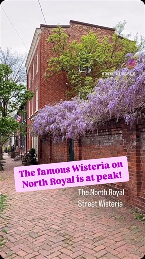 Thx to @themetallurgist_x for thus great clip! Old Town Alexandria. April 2025. #alexandriava #wisteria #springinva #oldtownalexandria #visitalxva | The Zebra Press - GOOD News in Alexandria, VA