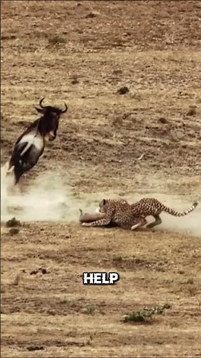 10 Incredible Facts About Cheetahs
