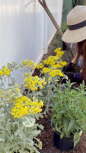 Transplanting beautiful perennial flowers in Springtime🌿☀️ #backyardgarden #nj | Che Thompson