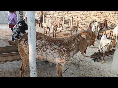 Goat Farming on the Roof 28.11.25