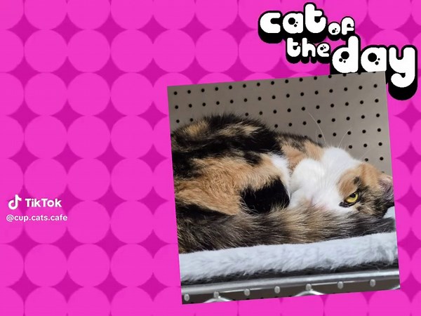 Adopt a Loving Cat: Meet Precious the Sweet Cat