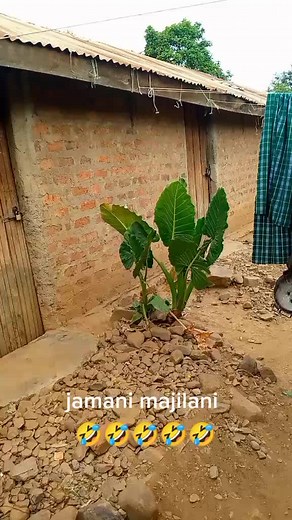 Rural Gardening Tips with a Touch of Humor