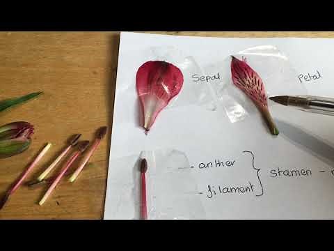 Alstroemeria Flower Dissection KS3 Reproduction