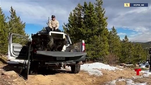 128K views · 3.6K reactions | Liberan a dos cachorros de oso en su hábitat natural luego de ser rehabilitados. | Noticias Telemundo | Facebook