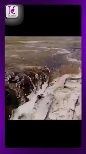 5.5K views · 106 reactions | Timely Action!!! Kudos!!! #thekarigai #dogs #dogsaveslives | The karigai | Facebook