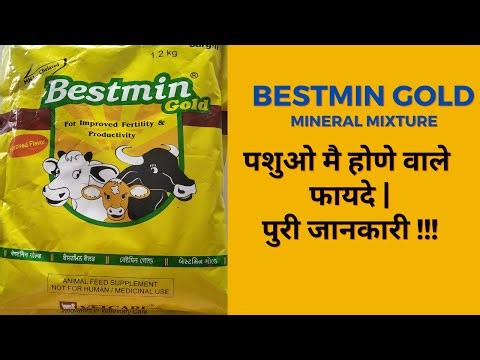 Bestmin Gold Mineral Mixture for Cattle's | Benefits and Dosage | Animal Feed Supplement