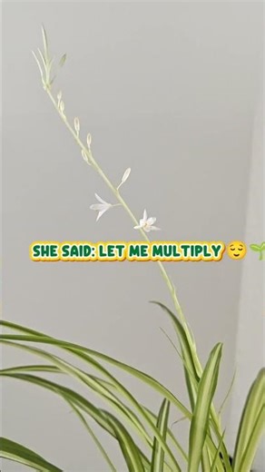 My Spider Plant is flowering & making babies 🌸🌱🧿