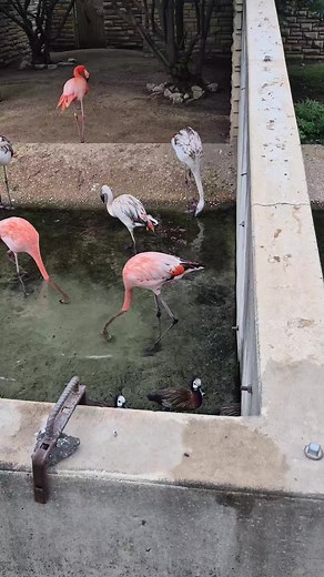 San Antonio Zoo Flamingos Dance Moves Caught on Camera