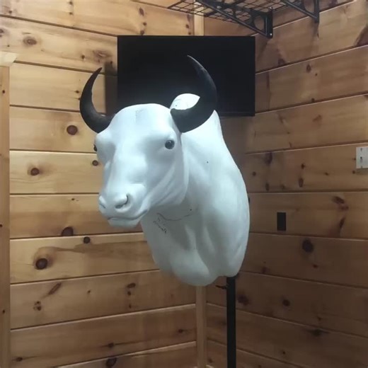 Cranking at #wilsonswildlifeartistry #art #taxidermy #fyp #country #hunting #bison