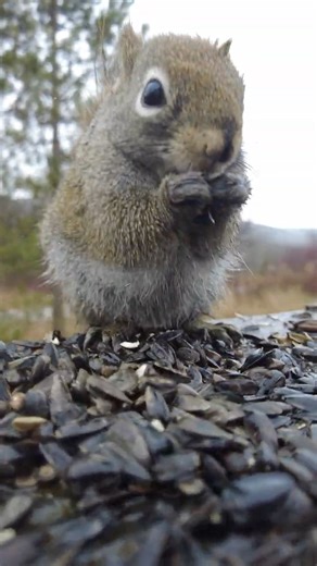 Pet squirrel eating sunflower for snack before winter arrives! #squirrel