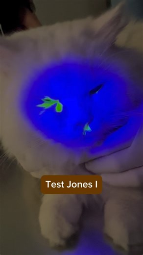 Dr Svetlana Formenova. DVM. Veterinary ophthalmologist on Instagram: "The Jones test I is performed with excessive tearing(epiphora) and/or ocular discharge to assess the patency of the nasolacrimal system. How to perform: 1. Fluorescent dye is instilled into each eye in turn. 2. Observe for the presence of the fluorescein in the nostrils or mouth. 3 The evaluation time is from a few seconds to half an hour(mostly around 4 minutes). The test is considered positive if the fluorescein is visible i