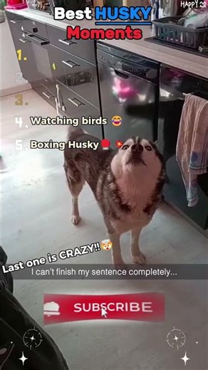 Husky Throws the Funniest Tantrum! 😂