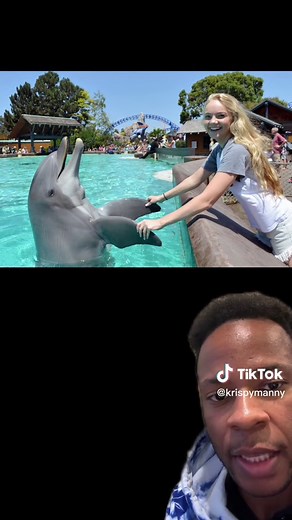 The Dark Side of Dolphins: Shocking Truths You Won't Believe