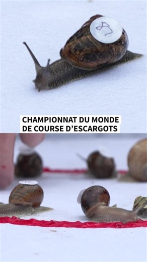Championnat du monde de course d’escargots au Royaume-Uni