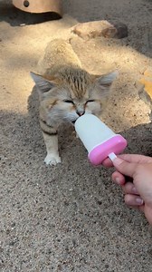 The sand cat species may be adapted for the harsh desert environment, but Anubis still knows how to appreciate a refreshing popsicle. #InternationalCatDay Video by Julia, senior animal care specialist | Kansas City Zoo & Aquarium
