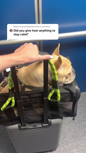 Reply to @podrickthefrenchie ! Any more dog travel questions? ✈️ #travel #dogtravel #dogmom