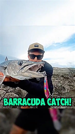 Barracuda Catch!🎣