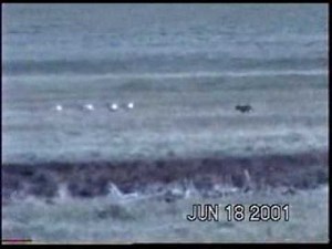 Druid Wolves Chasing Pronghorn