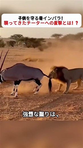 Mother Impala Protects Her Calf! How She Fights Back Against a Cheetah Attack!? #ParentalLove #An...