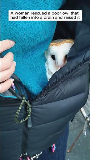 Rescuing a barn owl from the drain #owl #wildliferescue #rescue #cute #barnowl #animalfriendship