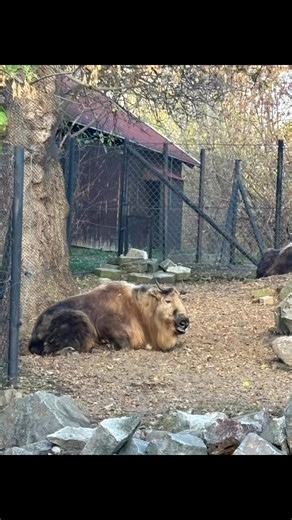 Anna Babenko on Reels