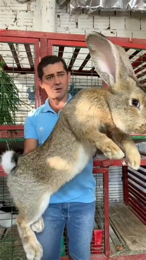 Before & After Animals Growing Up. Amazing Animal Transformation #short