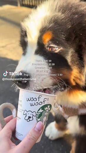 Pup Cup Friday: Rating My Starbucks Experience