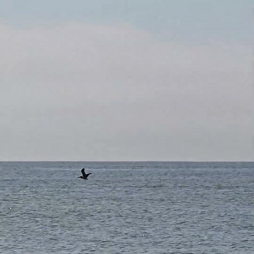 Pelican Flying over Ocean
