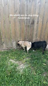 7-Year-Old Pug Still Doing Handstands: Adorable Pug Mom Moment