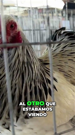 Discover exotic Sumatra and Brahma chickens