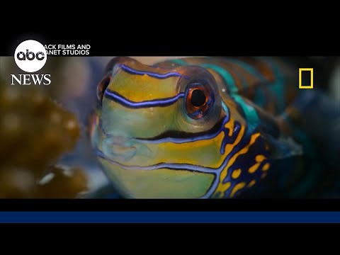 ‘Ocean with David Attenborough’ explores importance of marine conservation