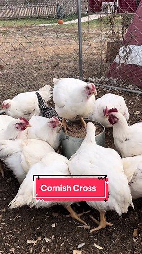 ChickenSchmidtFarms on TikTok
