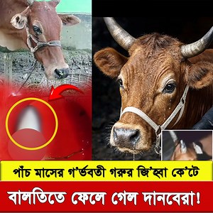 2.6M views · 136K reactions | মাত্র পাঁচ মাসের গ’র্ভ’ব’তী এক গরু, যার পেটে বেড়ে উঠছে এক প্রাণ—তার জি’হ্বা কে’’টে বালতিতে ফেলে রেখে গেছে কিছু অ’মা’নু’’ষ! #ময়মনসিংহ #ত্রিশাল #গরু #গাভী #Mymansingh #cow #bdtubemasternews | Bd Tube Master News | Facebook