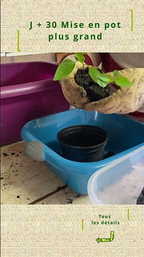 Poivrons du semis à la récolte