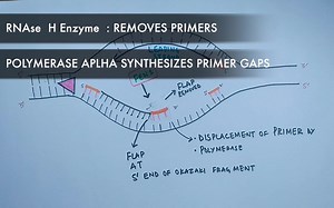 阿三教你——DNA复制—延伸！DNA Replication in Eukaryotes | Elongation
