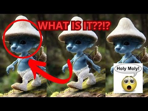 What Is the Smurf Cat and Why Is It Taking Over the Internet?