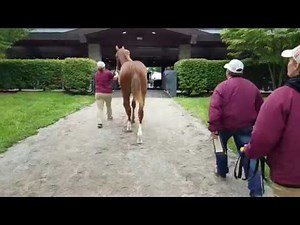 Follow an American Pharoah Yearling Through the Keeneland Sale