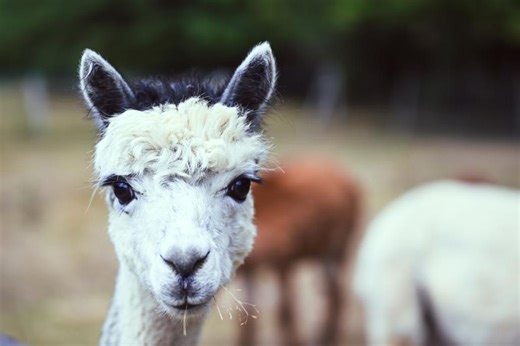 Qui a tué Bernard et Barthez ? Deux alpagas retrouvés morts dans un enclos, le loup suspect numéro 1
