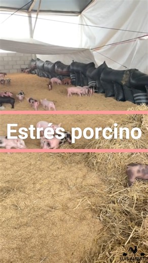 ¿Qué es el estrés porcino? 🐖👀 #porcicultura #cerdos #lechones #chanchos | Luis Alberto
