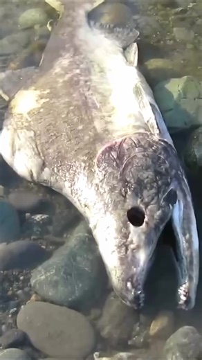 89K views · 557 reactions | The Zombie Salmon #fish #salmon #breedingseason #documentary #reelsfb | Nature Lens | Facebook