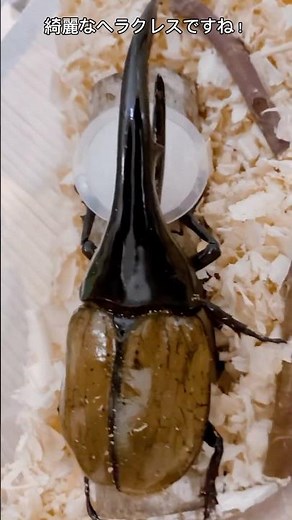 ヤフオクでヘラクレスオオカブトを買ったよ