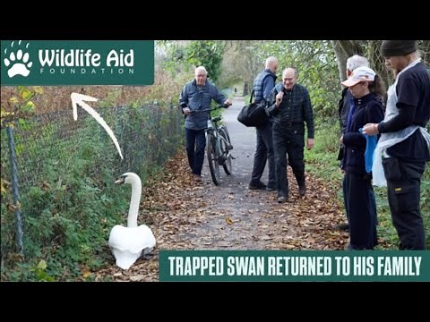 TRAPPED swan reunited with its family!